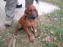 Sam - our redbone coonhound